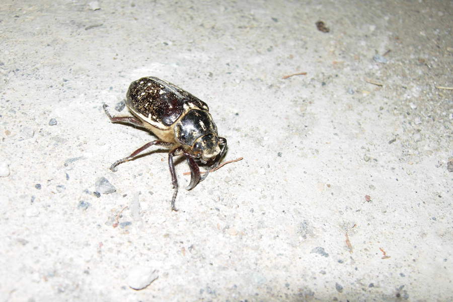 Da Creta: Polyphylla boryi e Anoxia matutinalis